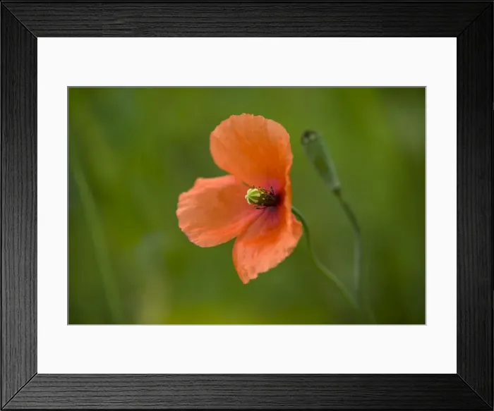 Framed Print : Long Headed Poppy - Cornwall - UK Framed Print : Long Headed Poppy - Cornwall - UK