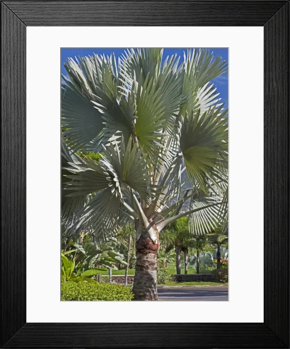 Framed Print : Bismark Palm Tree - Tenerife - February Framed Print : Bismark Palm Tree - Tenerife - February