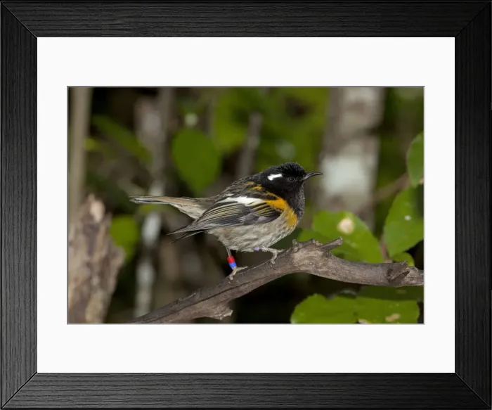 Framed Print : Stitchbird  /  Hihi - male - Tiritiri Matangi Island - Hauraki Gulf - New Zealand