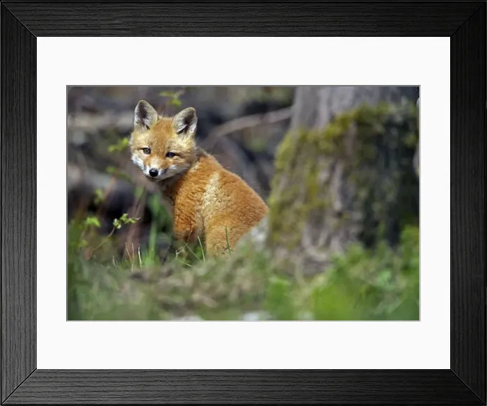 Framed Print : Red Fox - same species as European red fox - some say was originally introduced from Europe to North America - widespread in North America - omnivore - New York - USA Framed Print : Red Fox - same species as European red fox - some say was originally introduced from Europe to North America - widespread in North America - omnivore - New York - USA