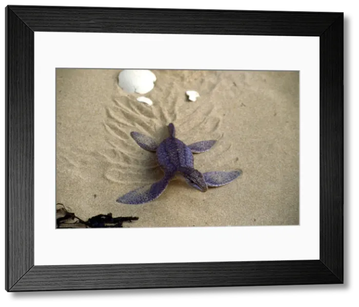 Framed Print : Prehistoric Reconstruction - Hatchling Plesiosaur C. Oxoniensis Late Jurassic Framed Print : Prehistoric Reconstruction - Hatchling Plesiosaur C. Oxoniensis Late Jurassic