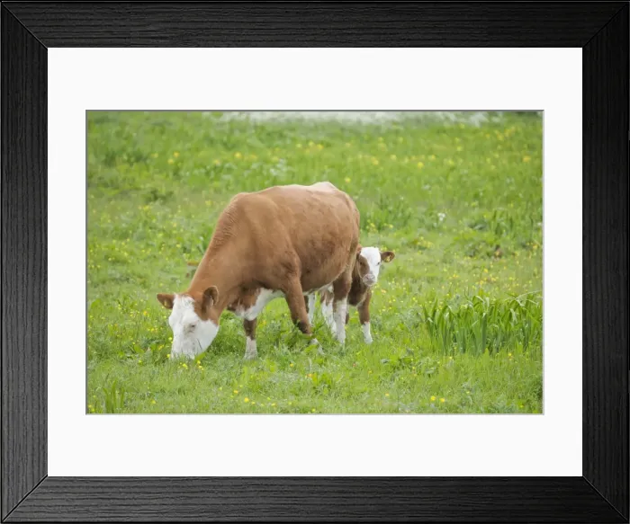 Framed Print : Cow - Mother and Calf in Meadow - Orkney Mainland MA002310 Framed Print : Cow - Mother and Calf in Meadow - Orkney Mainland MA002310