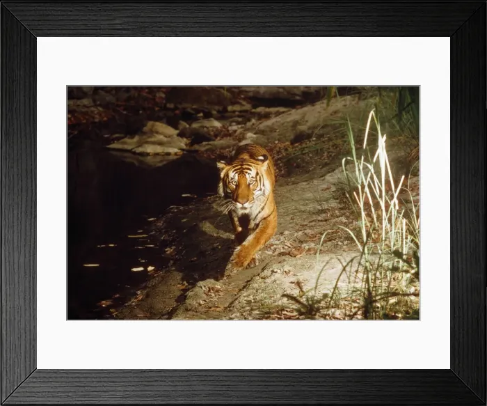 Framed Print : Bengal / Indian Tiger - camera triggered by Tiger stepping on pressure plate - Chitwan National Park - India Framed Print : Bengal / Indian Tiger - camera triggered by Tiger stepping on pressure plate - Chitwan National Park - India