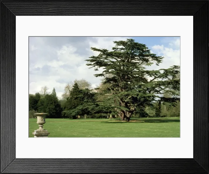 Framed Print : Cedar of Lebanon - a mature cedar of Lebanon showing relative size compared to a human Framed Print : Cedar of Lebanon - a mature cedar of Lebanon showing relative size compared to a human
