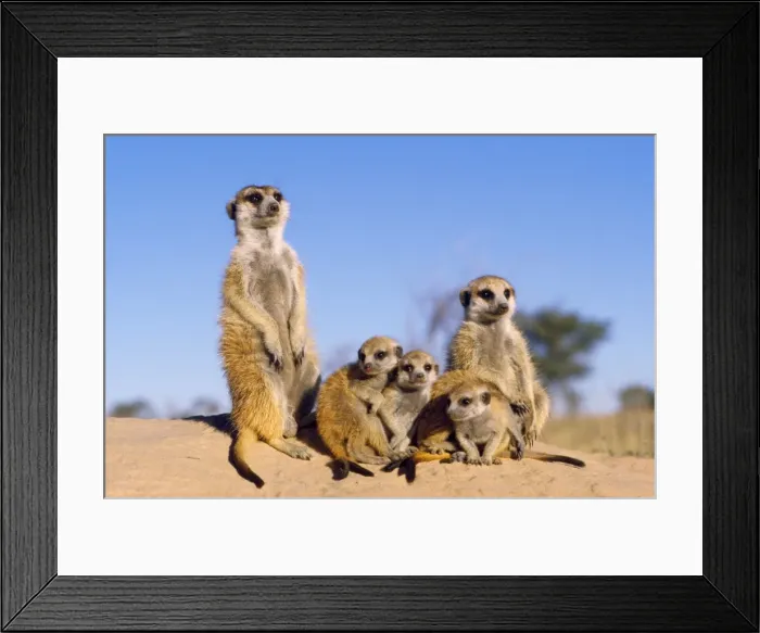 Framed Print : Suricate / Meerkat - with young - Kalahari - South Africa Framed Print : Suricate / Meerkat - with young - Kalahari - South Africa