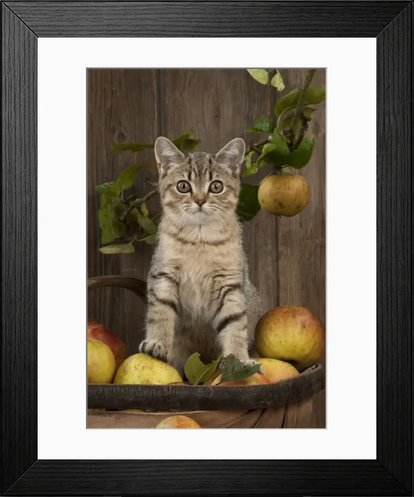 Framed Print : CAT. British shorthair X kitten sitting on basket of apples Framed Print : CAT. British shorthair X kitten sitting on basket of apples