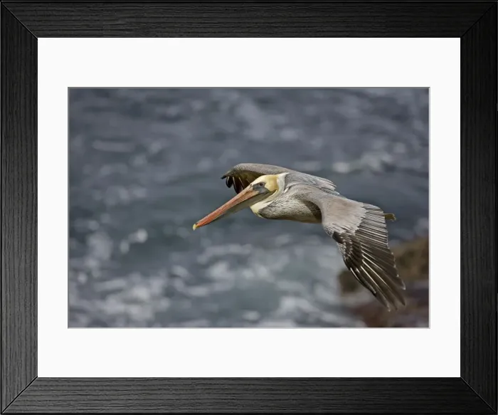 Framed Print : Brown Pelican - in flight over sea - Southern California - USA - Distribution: coasts of southern North America Framed Print : Brown Pelican - in flight over sea - Southern California - USA - Distribution: coasts of southern North America