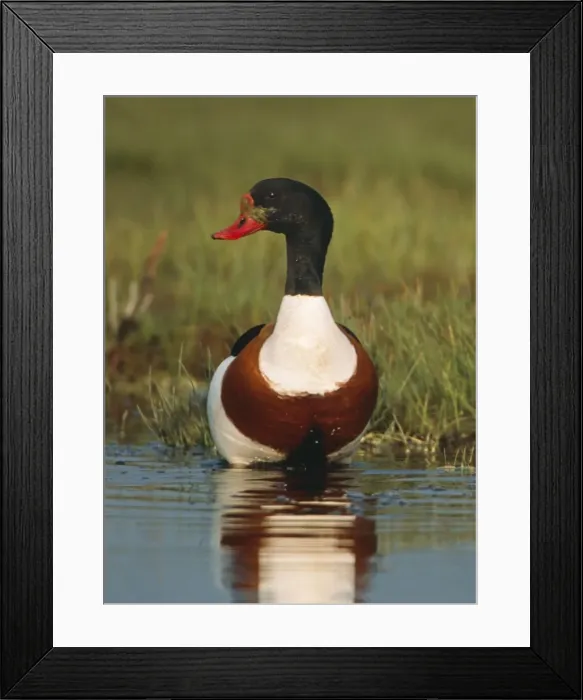 Framed Print : Shelduck CAN 1655 M Sweden Tadorna tadorna © John Cancalosi / ARDEA LONDON Framed Print : Shelduck CAN 1655 M Sweden Tadorna tadorna © John Cancalosi / ARDEA LONDON