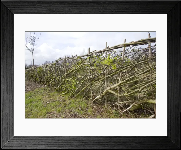 Framed Print : Layered hedge - recently done - view along hedge Bedfordshire UK 005450 Framed Print : Layered hedge - recently done - view along hedge Bedfordshire UK 005450