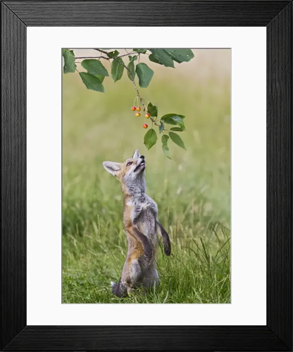 Framed Print : Red Fox - cub jumping to take cherries from tree - controlled conditions 14219 Framed Print : Red Fox - cub jumping to take cherries from tree - controlled conditions 14219