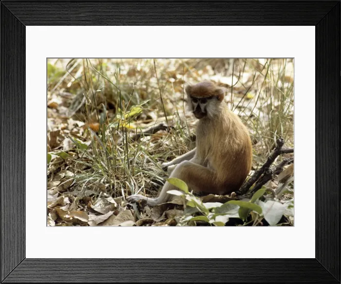 Framed Print : Patas Monkey - Gambia Framed Print : Patas Monkey - Gambia