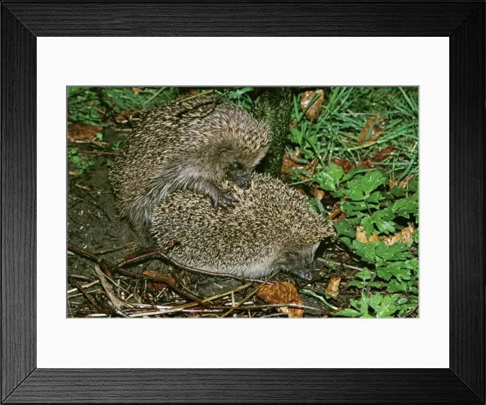 Framed Print : Hedgehog GET 51 Mating, UK. erinaceus europaeus © Geoff Trinder / ARDEA LONDON Framed Print : Hedgehog GET 51 Mating, UK. erinaceus europaeus © Geoff Trinder / ARDEA LONDON
