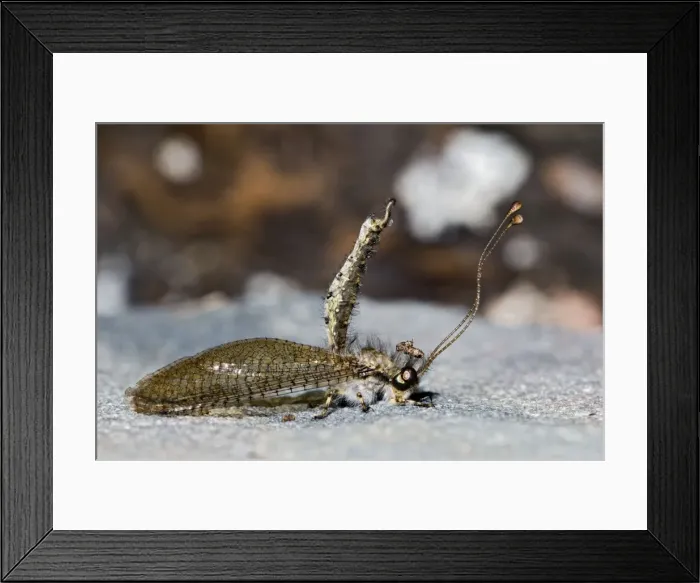 Framed Print : Owl Fly / Long-horned Antlion - resting during day showing characteristic long clubbed antennae - Hawk flying insect prey at dusk - Grahamstown - Eastern Cape - South Africa Framed Print : Owl Fly / Long-horned Antlion - resting during day showing characteristic long clubbed antennae - Hawk flying insect prey at dusk - Grahamstown - Eastern Cape - South Africa
