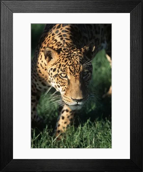 Framed Print : Jaguar FG 12423 Panthera onca © Francois Gohier / ardea. com Framed Print : Jaguar FG 12423 Panthera onca © Francois Gohier / ardea. com