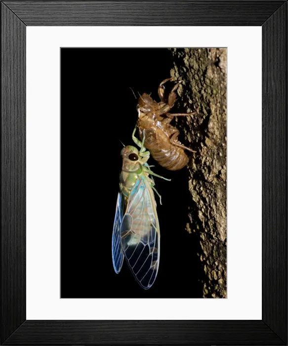 Framed Print : Emerald Cicada - Costa Rica - recently emerged adult showing exoskeleton Framed Print : Emerald Cicada - Costa Rica - recently emerged adult showing exoskeleton
