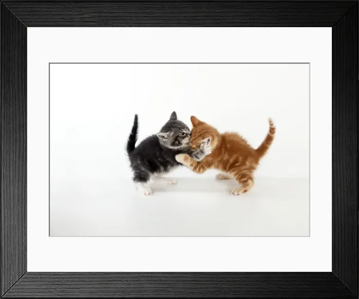 Framed Print : KITTEN - Kittens playing together Framed Print : KITTEN - Kittens playing together