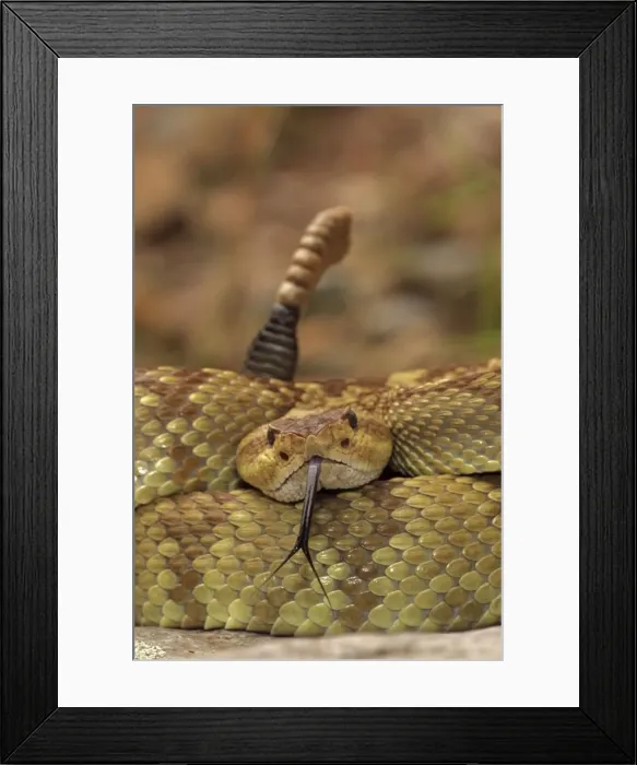 Framed Print : Black-tailed Rattlesnake - Smelling / tasting the air with its tongue - Chiricahua Mountains - Arizona - USA - Distribution: Texas - New Mexico and Arizona into central Mexico Framed Print : Black-tailed Rattlesnake - Smelling / tasting the air with its tongue - Chiricahua Mountains - Arizona - USA - Distribution: Texas - New Mexico and Arizona into central Mexico