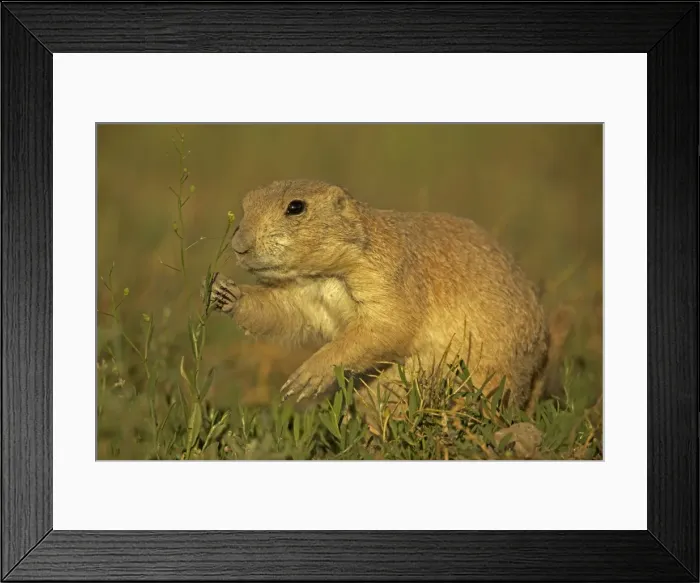 Framed Print : Blacktail Prairie Dog - Wyoming - USA Framed Print : Blacktail Prairie Dog - Wyoming - USA