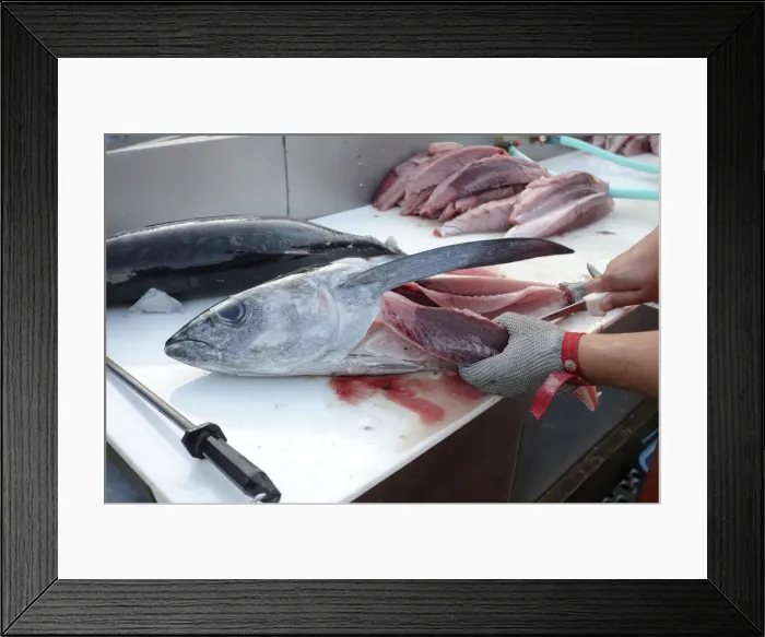 Framed Print : Albacore Tuna / Rose of the sea - being filleted - Oregon - USA Framed Print : Albacore Tuna / Rose of the sea - being filleted - Oregon - USA