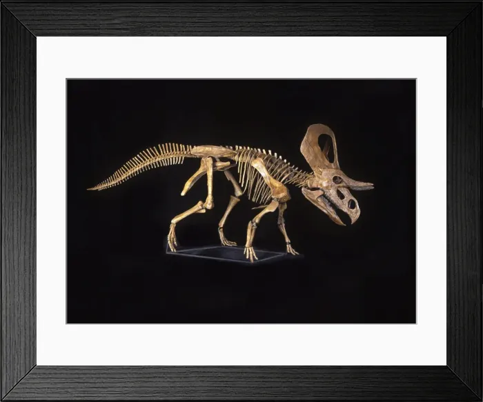 Framed Print : Dinosaurs - Ceratopsians - Horned dinosaurs - Zuniceratops Discovered in 1996 by 8-year-old Christopher Wolfe, son of paleontologist Douglas G. Wolfe. Described and named in 1998 (Wolfe, D) Framed Print : Dinosaurs - Ceratopsians - Horned dinosaurs - Zuniceratops Discovered in 1996 by 8-year-old Christopher Wolfe, son of paleontologist Douglas G. Wolfe. Described and named in 1998 (Wolfe, D)