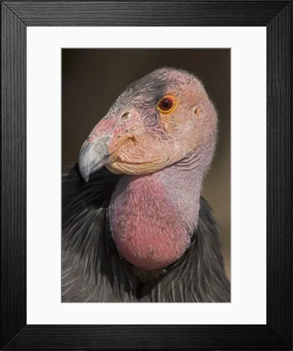 Framed Print : California Condor - controlled conditions - California - USA Framed Print : California Condor - controlled conditions - California - USA