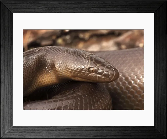 Framed Print : Rubber Boa - Oregon - USA - Distribution: Washington - Oregon - Idaho - Montana - Wyoming - Utah - Nevada - California in the US and British Columbia in Canada Framed Print : Rubber Boa - Oregon - USA - Distribution: Washington - Oregon - Idaho - Montana - Wyoming - Utah - Nevada - California in the US and British Columbia in Canada
