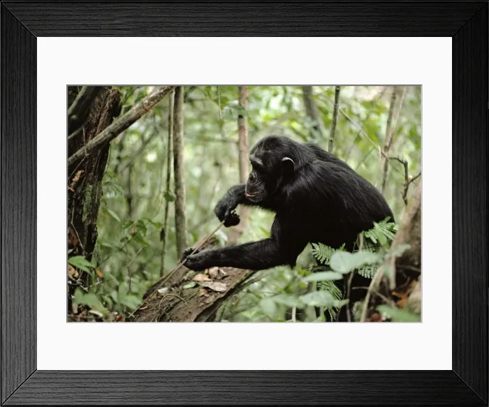 Framed Print : Chimpanzee AW 5243 “Prof” Fishing for Safari Ants, Gombe, Tanzania, Africa. Pan trogiodytes © Adrain Warren / ardea. com Framed Print : Chimpanzee AW 5243 “Prof” Fishing for Safari Ants, Gombe, Tanzania, Africa. Pan trogiodytes © Adrain Warren / ardea. com