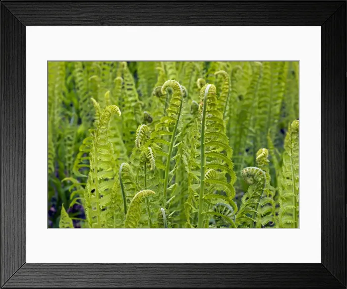 Framed Print : Lady fern - a dominant plant in the understory of the taiga - New York Framed Print : Lady fern - a dominant plant in the understory of the taiga - New York
