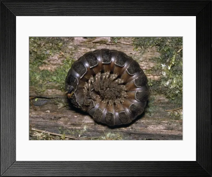 Framed Print : Giant Forest Millipede - Ecuador Framed Print : Giant Forest Millipede - Ecuador