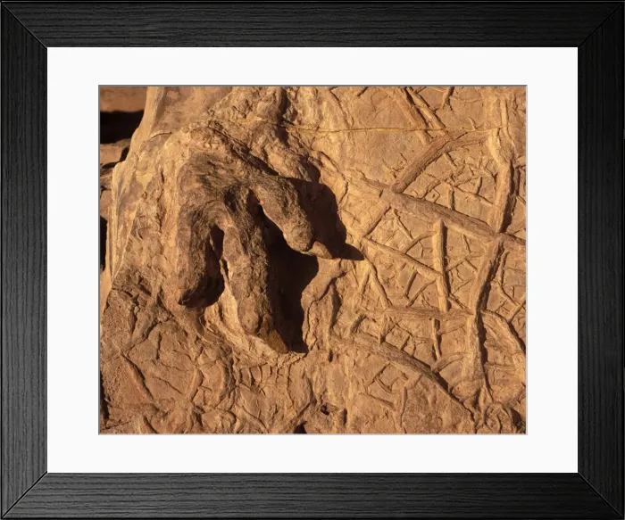 Framed Print : Dinosaur track (Dinosaur footprint) Dinosaur Discovery Center, Johnson Farm Tracksite, Saint George, Utah, USA. Footprint of a Theropod dinosaur (carnivorous dinosaur), and fossil mud cracks Framed Print : Dinosaur track (Dinosaur footprint) Dinosaur Discovery Center, Johnson Farm Tracksite, Saint George, Utah, USA. Footprint of a Theropod dinosaur (carnivorous dinosaur), and fossil mud cracks
