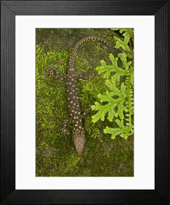 Framed Print : Yellow-spotted Tropical Night Lizard - Costa Rica Framed Print : Yellow-spotted Tropical Night Lizard - Costa Rica