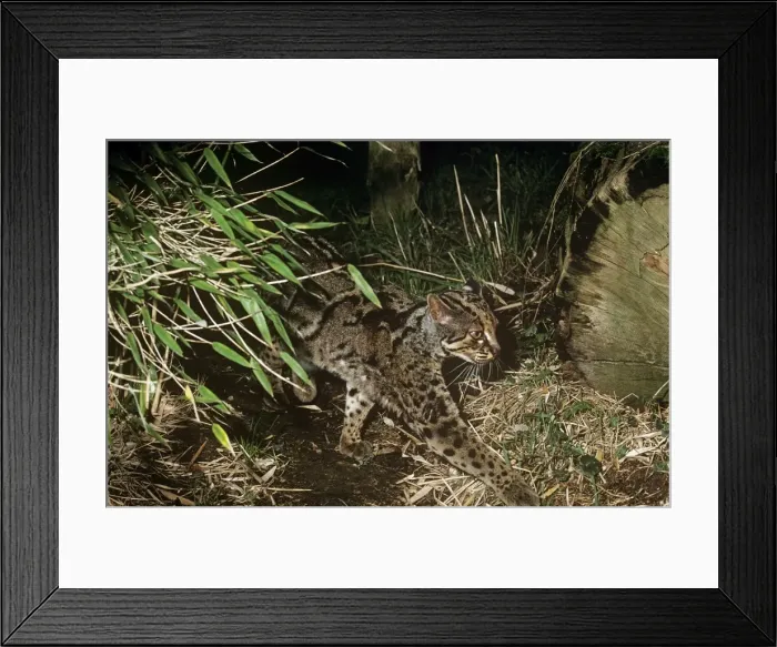 Framed Print : Marbled cat - male - Sumatra - Borneo - Malaya to Nepal RWS00452 Framed Print : Marbled cat - male - Sumatra - Borneo - Malaya to Nepal RWS00452