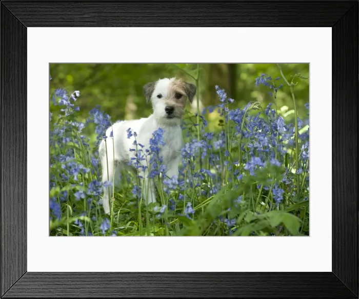 Framed Print : DOG - Jack russell terrier standing in bluebells Framed Print : DOG - Jack russell terrier standing in bluebells