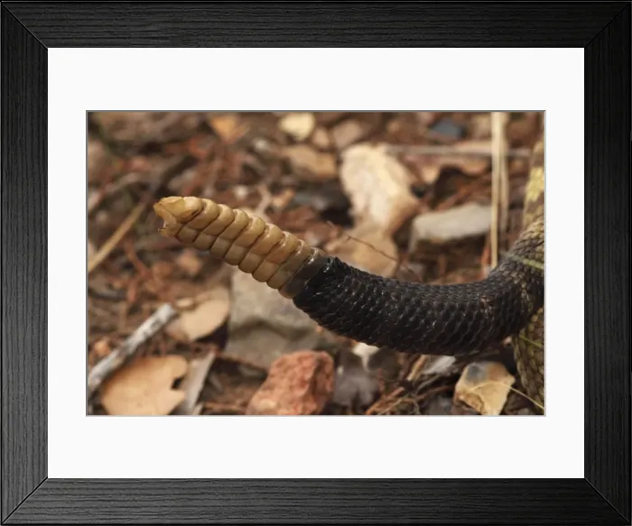 Framed Print : Black-tailed Rattlesnake - rattle - Chiricahua Mountains - Arizona - USA - Distribution: Texas -New Mexico and Arizona into central Mexico Framed Print : Black-tailed Rattlesnake - rattle - Chiricahua Mountains - Arizona - USA - Distribution: Texas -New Mexico and Arizona into central Mexico