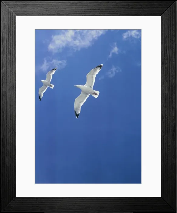 Framed Print : Herring Gull BS 292 Larus argentatus © Bryan L Sage / ardea. com Framed Print : Herring Gull BS 292 Larus argentatus © Bryan L Sage / ardea. com