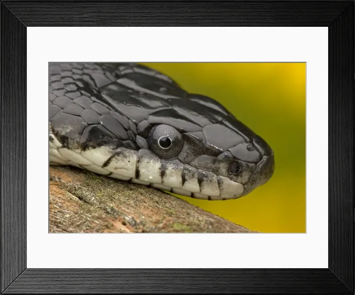 Framed Print : Eastern Rat Snake / Black Ratsnake - on log - New York - USA Framed Print : Eastern Rat Snake / Black Ratsnake - on log - New York - USA