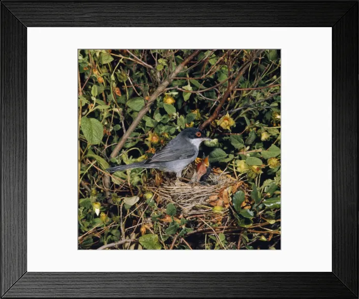 Framed Print : Sardinian Warbler - female at nest feeding young Framed Print : Sardinian Warbler - female at nest feeding young