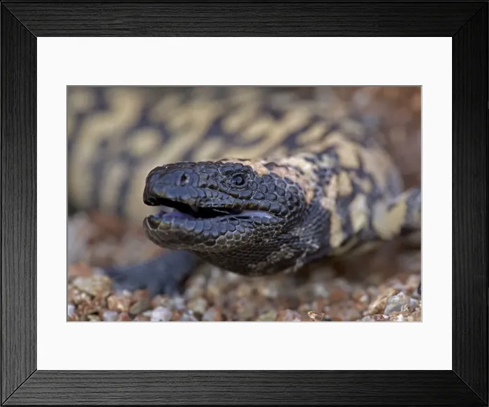 Framed Print : Gila Monster - defensive reaction - Sonoran desert - Arizona - USA Framed Print : Gila Monster - defensive reaction - Sonoran desert - Arizona - USA
