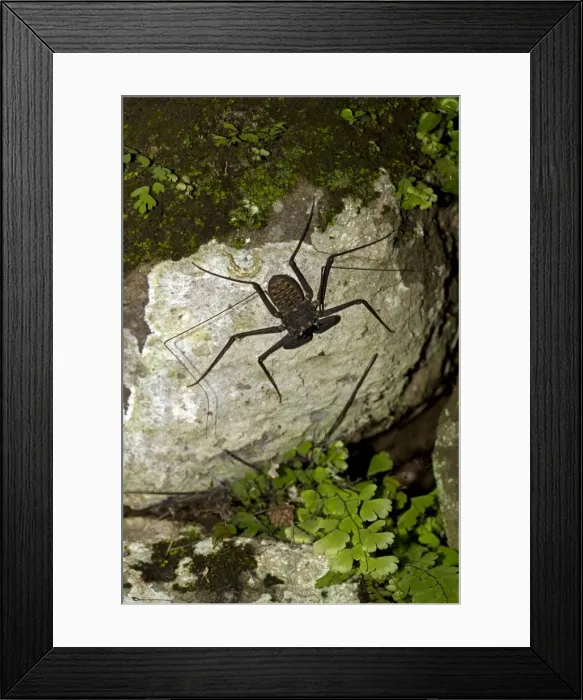 Framed Print : Tail-less whip scorpion - Amblypygid - tropical dry forest - Santa Rosa national park - Costa Rica Framed Print : Tail-less whip scorpion - Amblypygid - tropical dry forest - Santa Rosa national park - Costa Rica