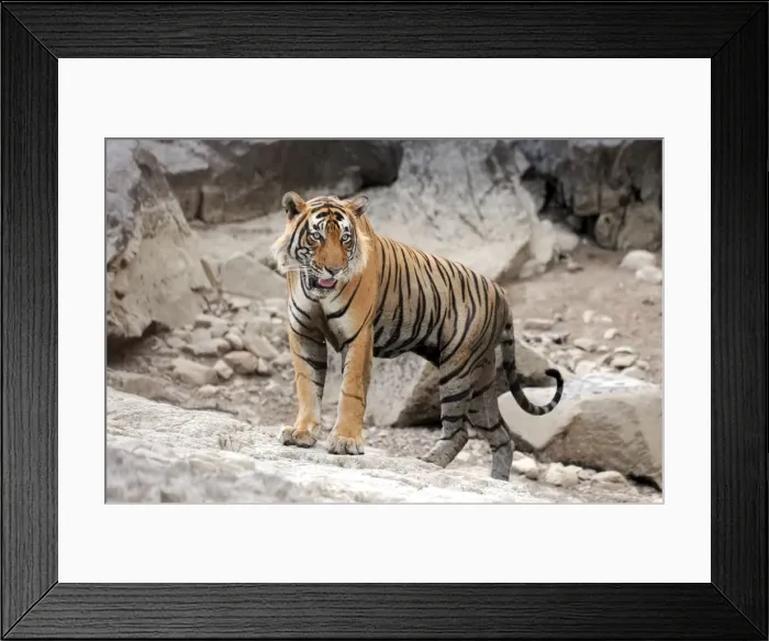 Framed Print : Tiger - Ranthambhore National Park - Rajasthan - India Framed Print : Tiger - Ranthambhore National Park - Rajasthan - India