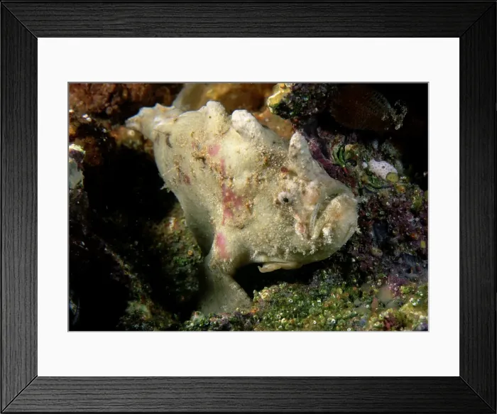 Framed Print : Smooth anglerfish. Edithburgh, Yorke Peninsula, South Australia TED00137 Framed Print : Smooth anglerfish. Edithburgh, Yorke Peninsula, South Australia TED00137