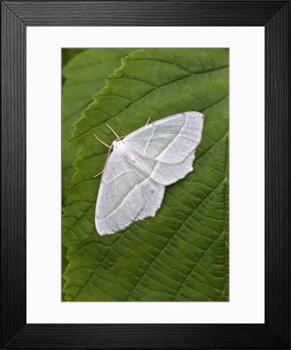 Framed Print : Small Emerald Moth - Resting on hazel leaf - Lincolnshire - England Framed Print : Small Emerald Moth - Resting on hazel leaf - Lincolnshire - England