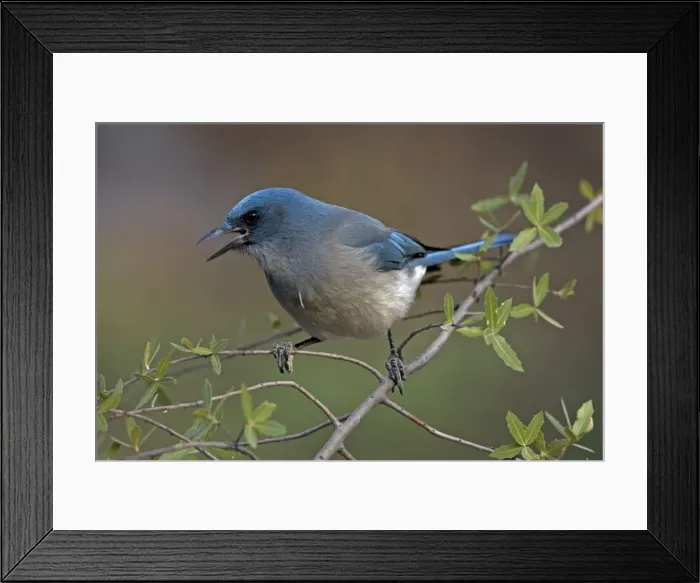 Framed Print : Gray-breasted / Mexican Jay - singing - Arizona - USA Framed Print : Gray-breasted / Mexican Jay - singing - Arizona - USA