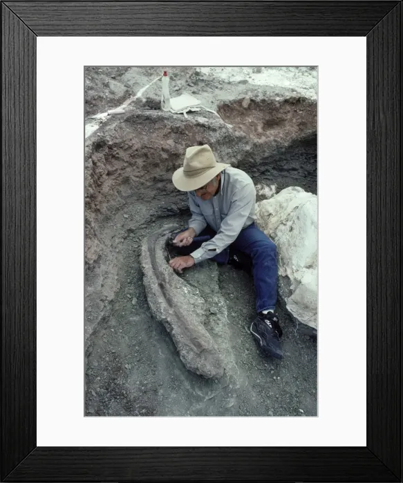 Framed Print : Dinosaurs - Digs Species: Allosaurus Peter Mygatt cleaning around an Allosaurus rib at the Mygatt-Moore Quarry, Rabbit Valley, Western Colorado, along Interstate I 70. Sediments of the Morrison Formation, Late Jurassic Framed Print : Dinosaurs - Digs Species: Allosaurus Peter Mygatt cleaning around an Allosaurus rib at the Mygatt-Moore Quarry, Rabbit Valley, Western Colorado, along Interstate I 70. Sediments of the Morrison Formation, Late Jurassic