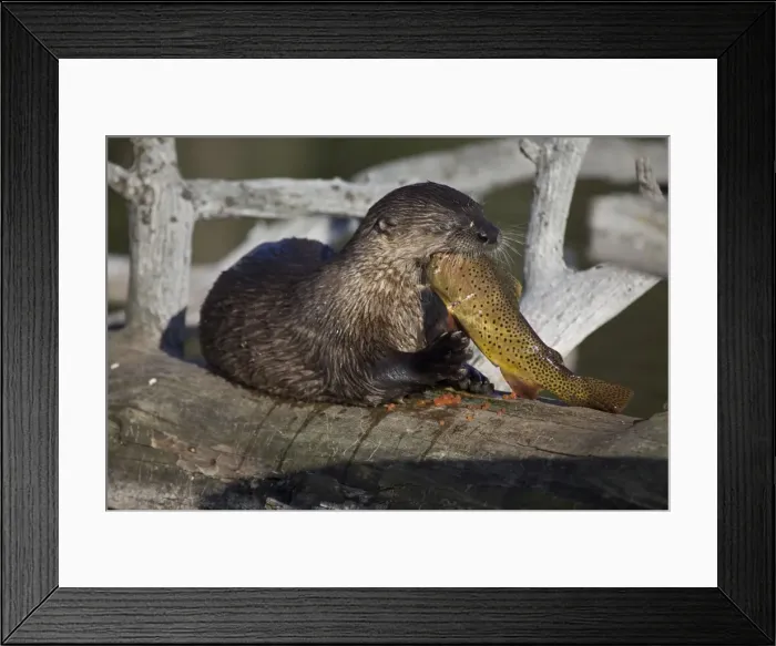 Framed Print : River Otter - eating Cutthroat Trout - Wyoming - USA Framed Print : River Otter - eating Cutthroat Trout - Wyoming - USA