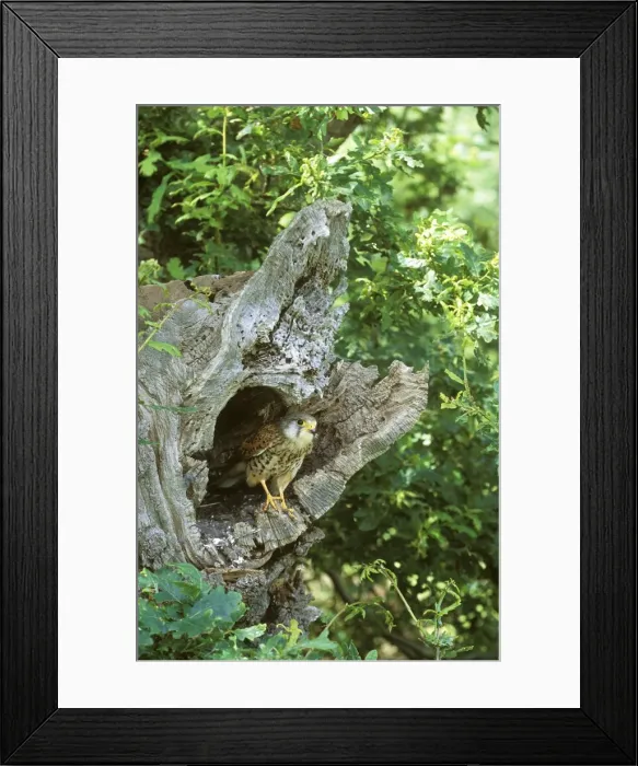 Framed Print : Kestrel CK 4071 At nest site Falco tinnunculus © Chris Knights / ardea. com Framed Print : Kestrel CK 4071 At nest site Falco tinnunculus © Chris Knights / ardea. com