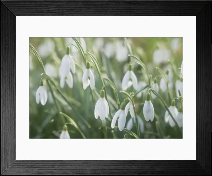 Framed Print : Snowdrops - growing wild in woodland - Essex - UK PL002134 Framed Print : Snowdrops - growing wild in woodland - Essex - UK PL002134