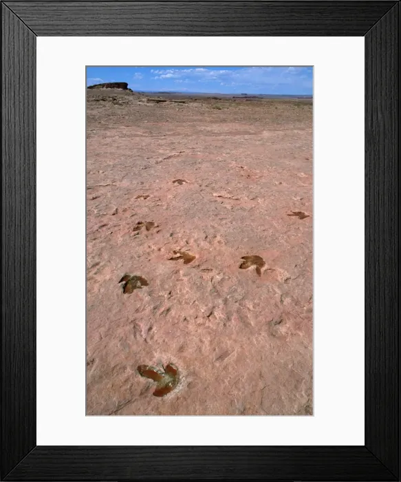 Framed Print : Theropods Dinosaur Footprints - lower Jurassic Tuba city, Arizona, USA Framed Print : Theropods Dinosaur Footprints - lower Jurassic Tuba city, Arizona, USA
