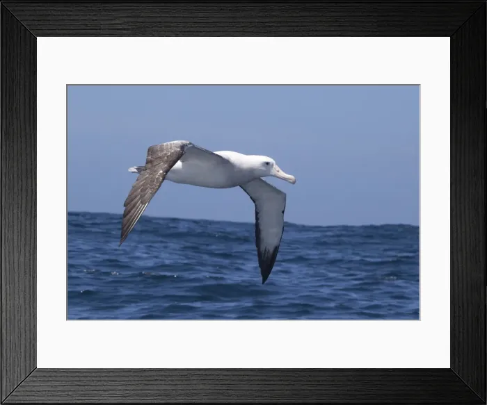 Framed Print : Gibson's Albatross - in flight over sea - offshore from Kaikoura, South Island, New Zealand. Some authorities consider Gibson's Albatross to be a subspecies of the Wandering Albatross so Diomedea exulans gibsoni Framed Print : Gibson's Albatross - in flight over sea - offshore from Kaikoura, South Island, New Zealand. Some authorities consider Gibson's Albatross to be a subspecies of the Wandering Albatross so Diomedea exulans gibsoni