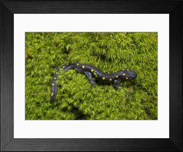 Framed Print : Spotted Salamander - at breeding pond in spring - Common in the eastern United States and Canada - New York - USA Framed Print : Spotted Salamander - at breeding pond in spring - Common in the eastern United States and Canada - New York - USA